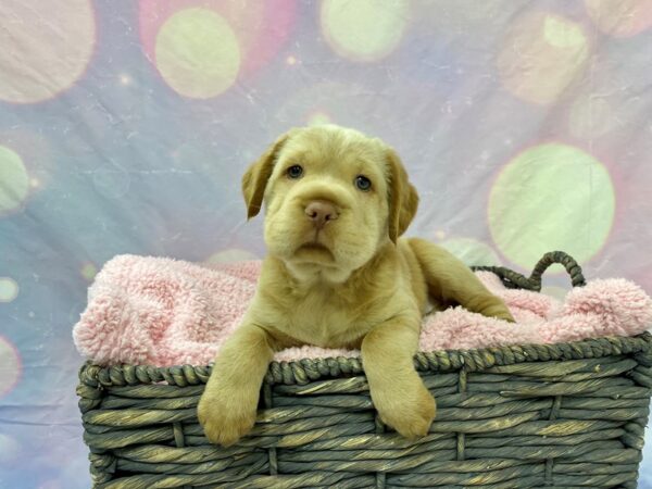 Mini Hippo-DOG-Female-brown-21640-Petland Fort Myers, Florida