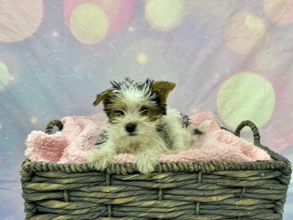 Morkie (Maltese/Yorkshire Terrier)-DOG-Male-Parti-21634-Petland Fort Myers, Florida