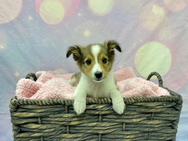 Shetland Sheepdog DOG Male Tri 21625 Petland Fort Myers, Florida