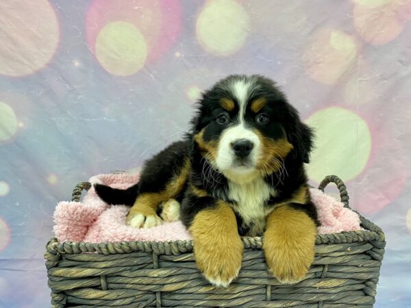 Bernese Mountain Dog-DOG-Female-Black, Tan & White-21633-Petland Fort Myers, Florida