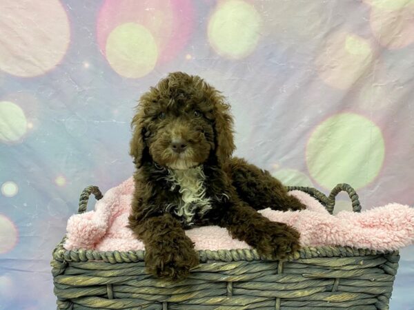 Labradoodle 2nd Generation DOG Male Chocolate & White 21615 Petland Fort Myers, Florida