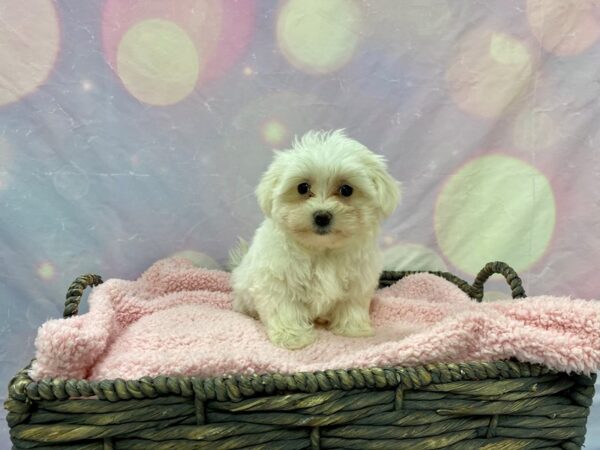 Maltese DOG Female White 21624 Petland Fort Myers, Florida