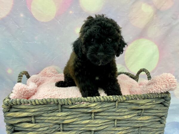 Havanese/Poodle-DOG-Female-Black & White-21638-Petland Fort Myers, Florida