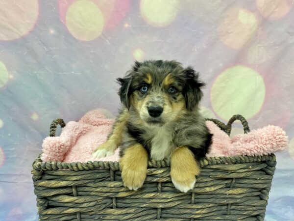 Miniature American Shepherd DOG Male Blue Merle 21622 Petland Fort Myers, Florida