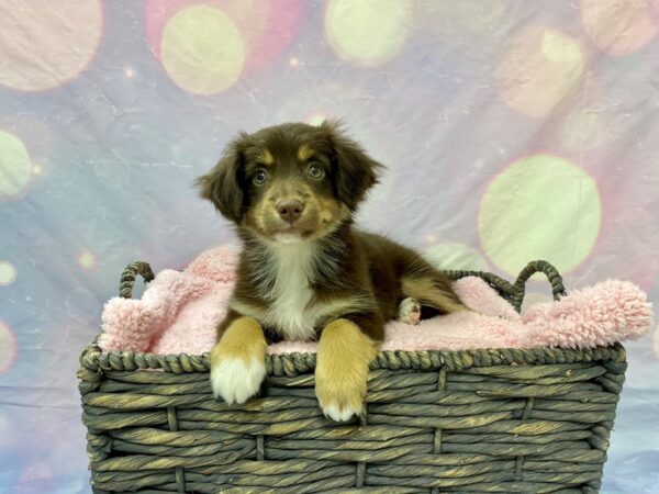 Miniature American Shepherd DOG Female Red, Tan & White 21623 Petland Fort Myers, Florida