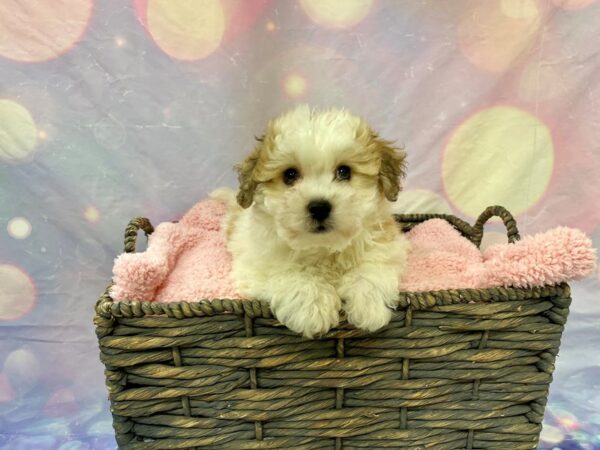 Havanese/Bichon Frise-DOG-Male-White & Parti-21636-Petland Fort Myers, Florida