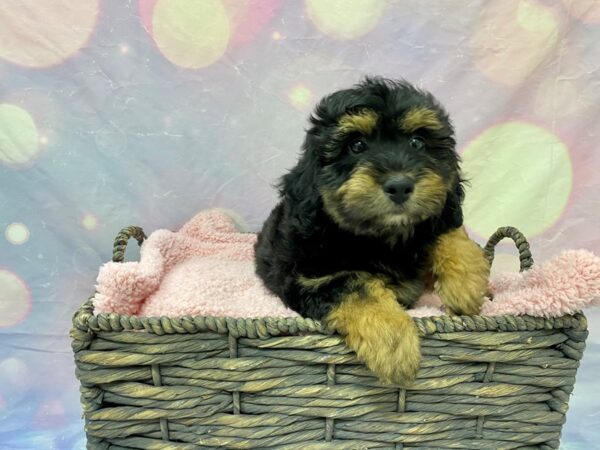 Miniature Poodle/Australian Shepherd-DOG-Male-Black & Tan-21619-Petland Fort Myers, Florida