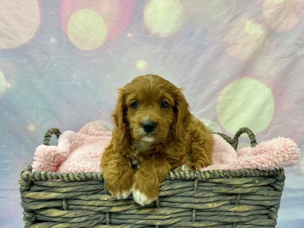 Miniature Poodle/Cavalier King Charles Spaniel DOG Male Red & White 21629 Petland Fort Myers, Florida