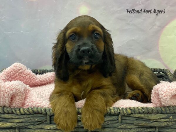 Cockapoochon DOG Male BR 21649 Petland Fort Myers, Florida