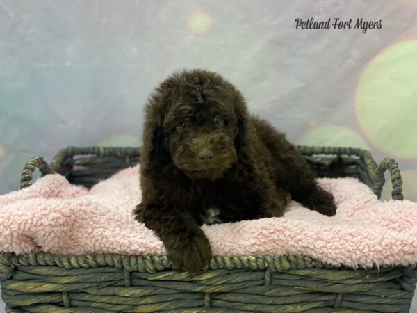 Mini Goldendoodle DOG Male Chococlate 21662 Petland Fort Myers, Florida