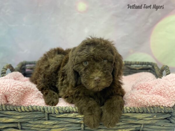 Mini Goldendoodle-DOG-Female-Chococlate-21663-Petland Fort Myers, Florida