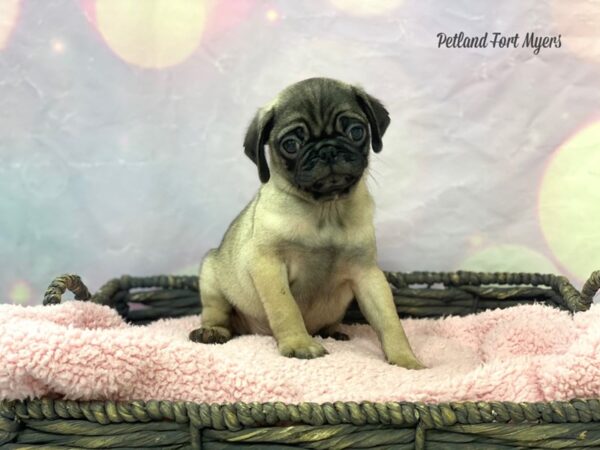 Pug DOG Male Fawn 21659 Petland Fort Myers, Florida