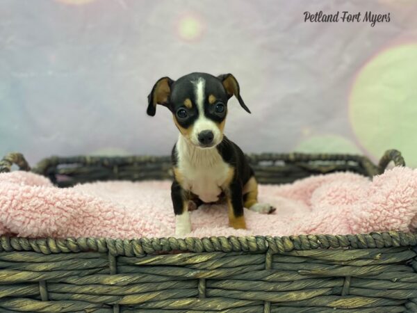 Chiweenie-DOG-Female-Black & Tan-21653-Petland Fort Myers, Florida