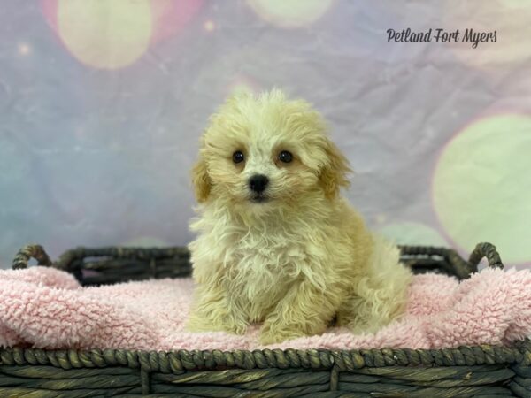 Poo Chon DOG Female CREAM 21664 Petland Fort Myers, Florida