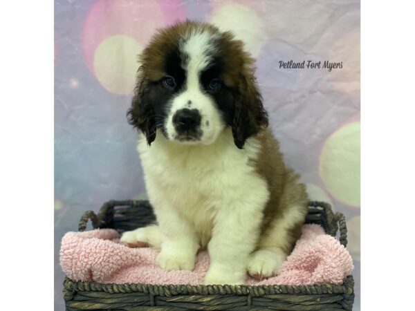 Saint Bernard-DOG-Male-Brown & White-21654-Petland Fort Myers, Florida