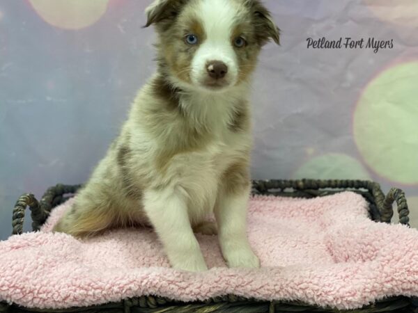 Miniature American Shepherd DOG Male Red Merle 21652 Petland Fort Myers, Florida