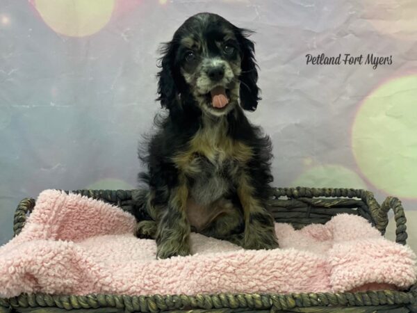 Cockapoochon DOG Female Black & Tan 21650 Petland Fort Myers, Florida