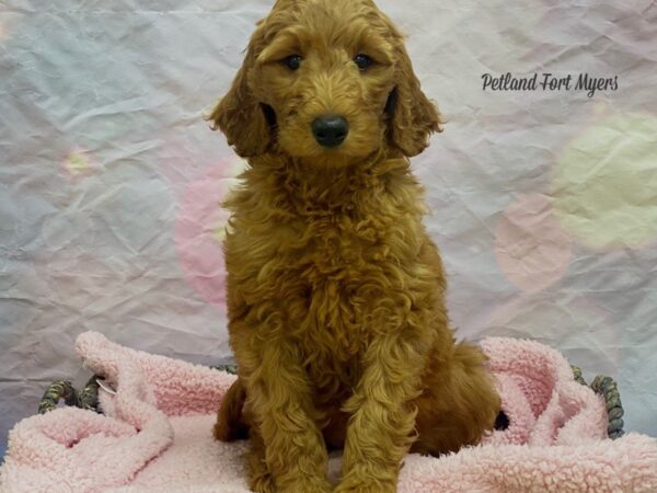 Goldendoodle DOG Female Red 21646 Petland Fort Myers, Florida