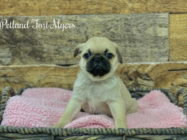 Pug DOG Male Fawn 21679 Petland Fort Myers, Florida