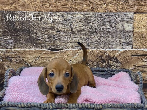 Dachshund Puppy Blue Dapple ID:6825 Located at Petland