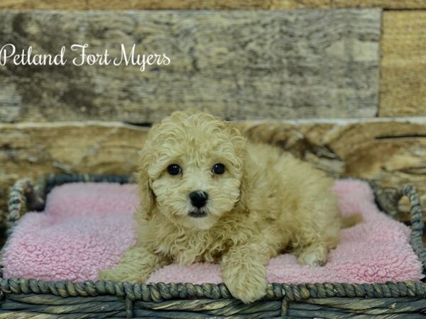 Poodle DOG Male Cr 21682 Petland Fort Myers, Florida