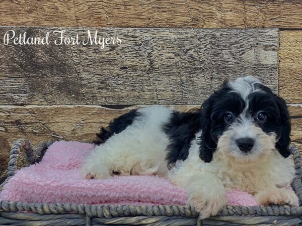 F1b Cavapoo-DOG-Male-B/W/Prti-21673-Petland Fort Myers, Florida