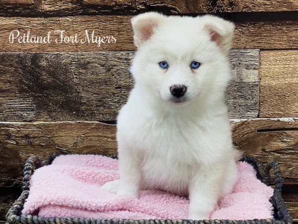 Pomsky DOG Female Cream 21681 Petland Fort Myers, Florida