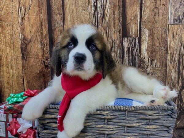 Saint Bernard-DOG-Female-Brown & White-21701-Petland Fort Myers, Florida