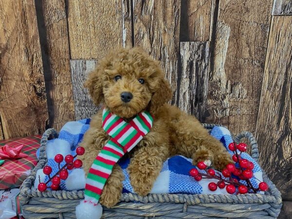 Miniature Poodle DOG Male Red 21699 Petland Fort Myers, Florida