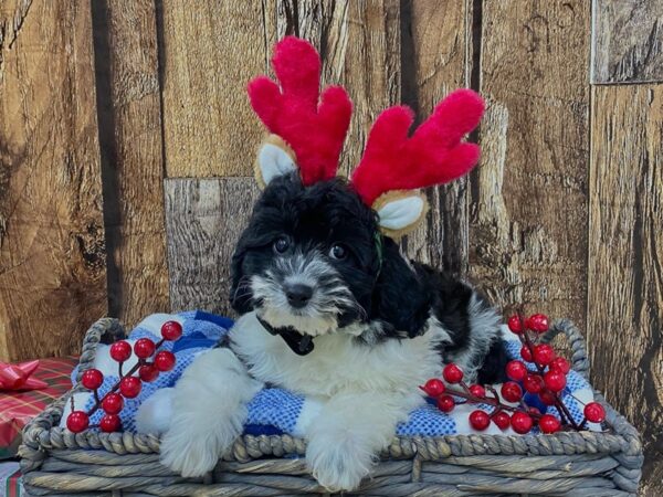 F1b Cavapoo-DOG-Female-B/W/Prti-21690-Petland Fort Myers, Florida