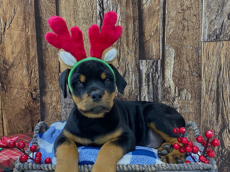 Rust Colored Rottweiler Rottweiler Puppy Black & Rust ID:21691 Located at Petland Fort Myers ...