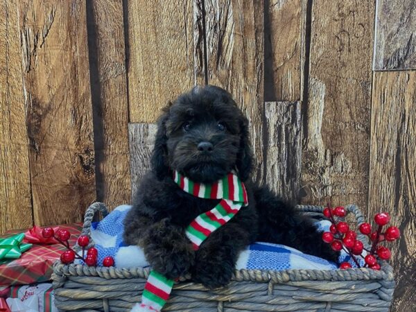 F1b Cavapoo DOG Male Sable 21689 Petland Fort Myers, Florida