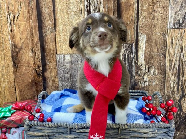 Miniature American Shepherd DOG Female Red Tan & White 21692 Petland Fort Myers, Florida