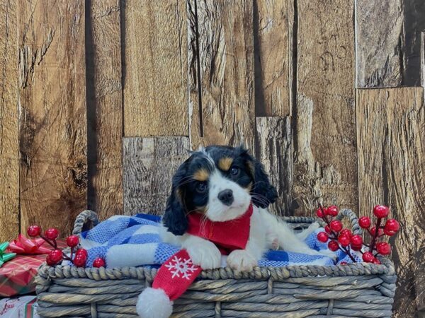 Cavalier King Charles Spaniel-DOG-Male-Tri-21696-Petland Fort Myers, Florida