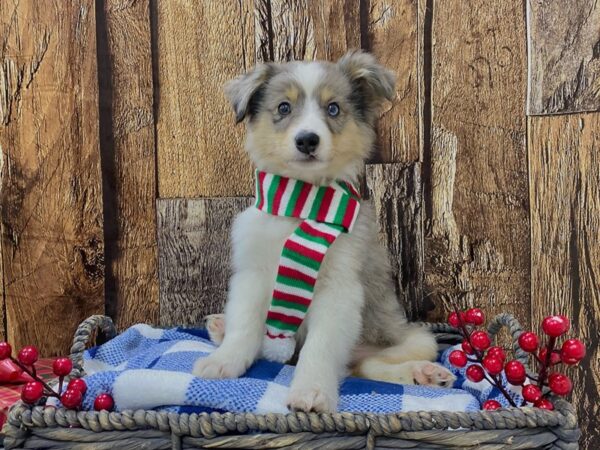 Miniature Australian Shepherd-DOG-Male-Blue Merle-21702-Petland Fort Myers, Florida