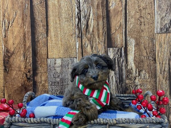 Mini Aussie Poo-DOG-Male-Blue Merle-21704-Petland Fort Myers, Florida