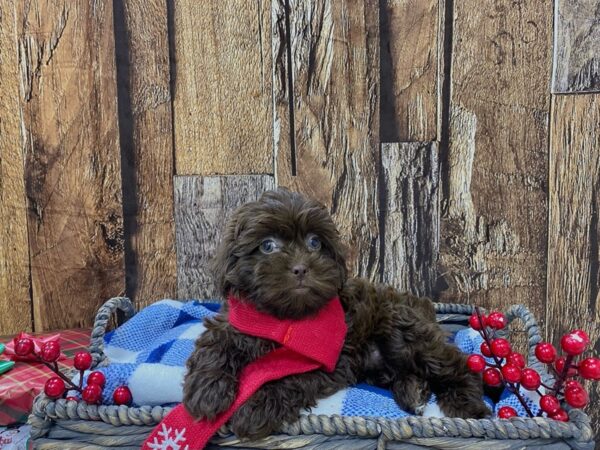 Poo-Shi-DOG-Female-Chocolate-21694-Petland Fort Myers, Florida