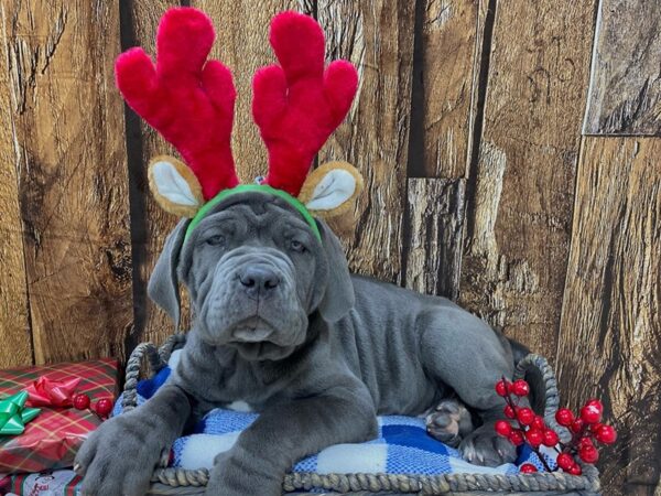 Neapolitan Mastiff DOG Male Blue 21712 Petland Fort Myers, Florida