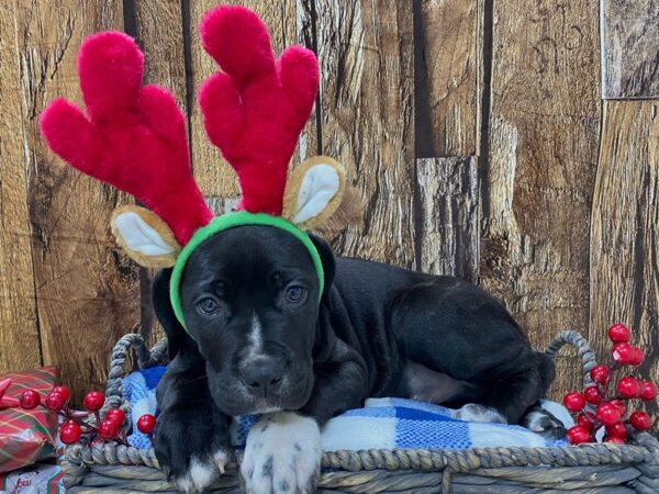 Cane Corso DOG Male Black 21709 Petland Fort Myers, Florida