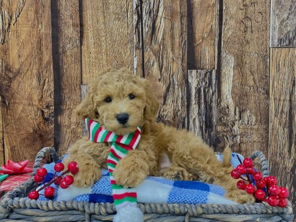 Miniature Goldendoodle-DOG-Male-Cream-21687-Petland Fort Myers, Florida