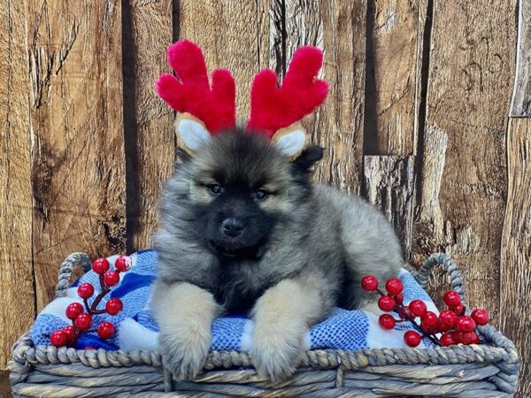 Keeshond DOG Female Black & Silver 21714 Petland Fort Myers, Florida