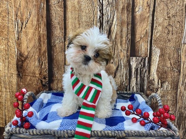 Bichon Frise/Shih Tzu DOG Female Red & White 21718 Petland Fort Myers, Florida