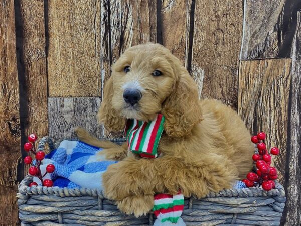 Golden Doodle DOG Male Red 21723 Petland Fort Myers, Florida