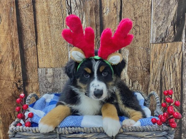 Australian Shepherd-DOG-Female-Tri-21722-Petland Fort Myers, Florida