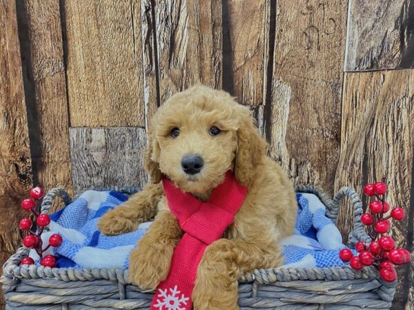 Golden Doodle DOG Male Red 21720 Petland Fort Myers, Florida