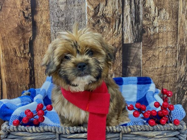 Shorkie DOG Female Sable 21728 Petland Fort Myers, Florida