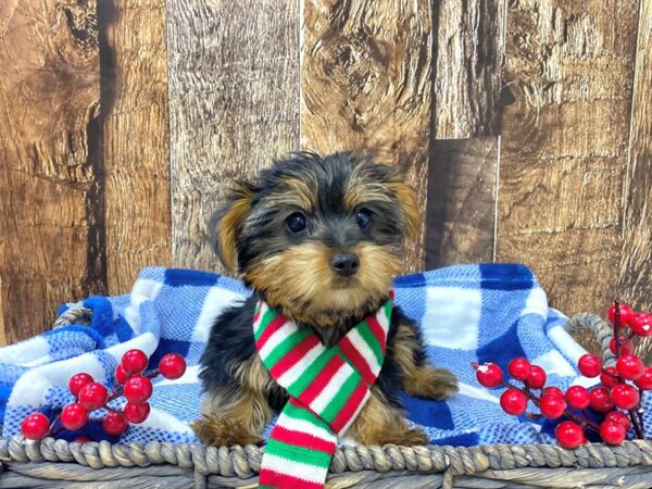 Silkshire Terrier-DOG-Female-Blue/Tan-21727-Petland Fort Myers, Florida