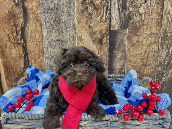 Poovanese DOG Male Chocolate 21732 Petland Fort Myers, Florida