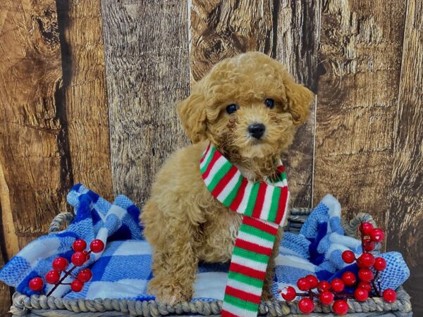 Schnoodle DOG Male Apricot 21730 Petland Fort Myers, Florida