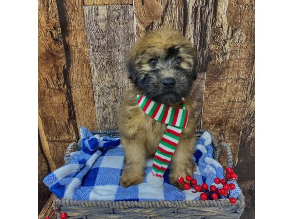 Soft Coated Wheaten Terrier DOG Male Wheaten 21729 Petland Fort Myers, Florida